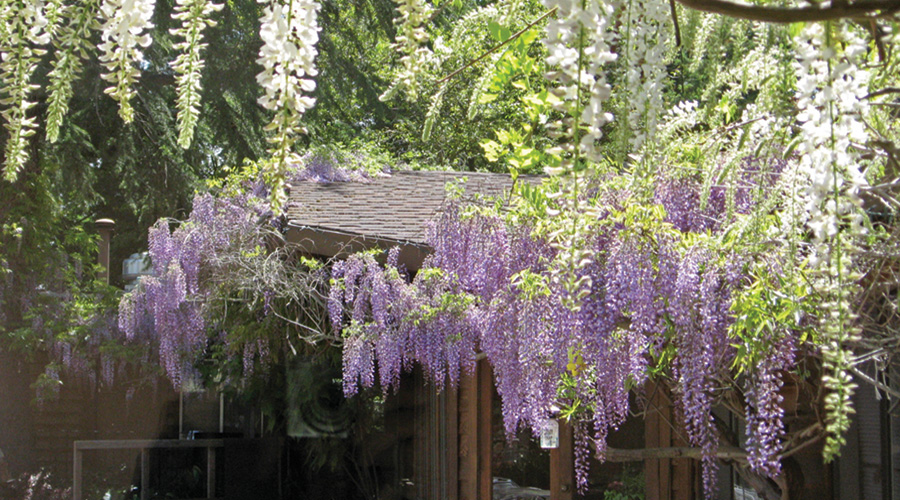 Beautiful flowers at Fern Lodge